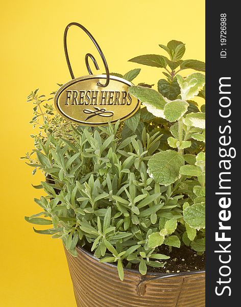 Fresh Mixed Herbs In A Planter