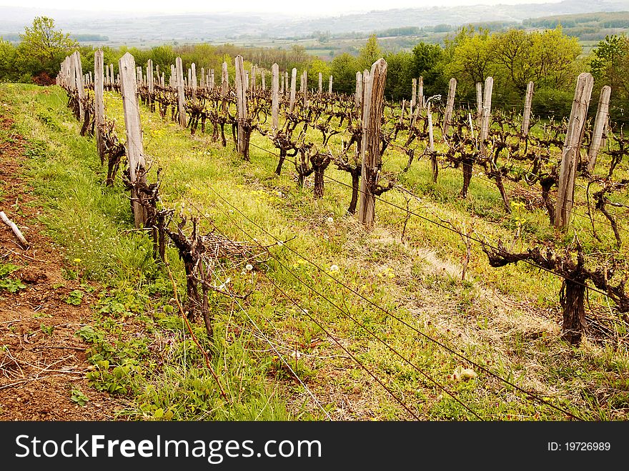 Old vineyard in rural Serbia at spring