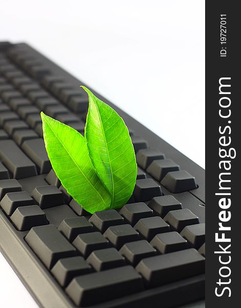 Two green leaf on black keyboard