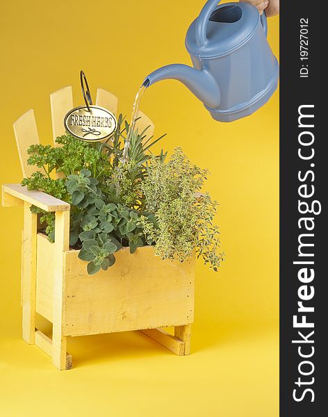 Fresh herbs in a yellow Muskoka chair planter being watered. Fresh herbs in a yellow Muskoka chair planter being watered.