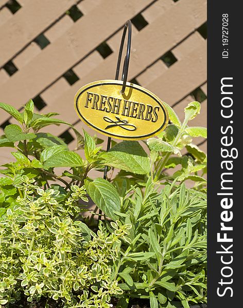 Fresh herbs on a wooden deck. Fresh herbs on a wooden deck.