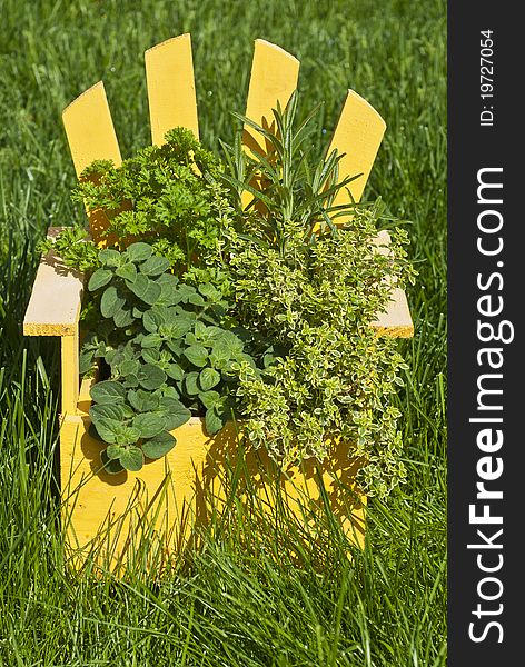 Fresh herbs in a yellow Muskoka chair planter on the grass. Fresh herbs in a yellow Muskoka chair planter on the grass.