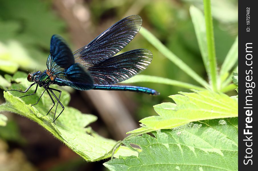 Dragonfly with the opened wings, sitting on green sheet largely. Dragonfly with the opened wings, sitting on green sheet largely