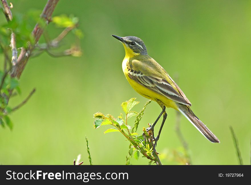 Yellow wagtail (motacilla flava) male, standing on top of a bush