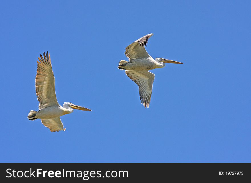 Dalmatian pelicans (pelecanus crispus) in flight. Dalmatian pelicans (pelecanus crispus) in flight