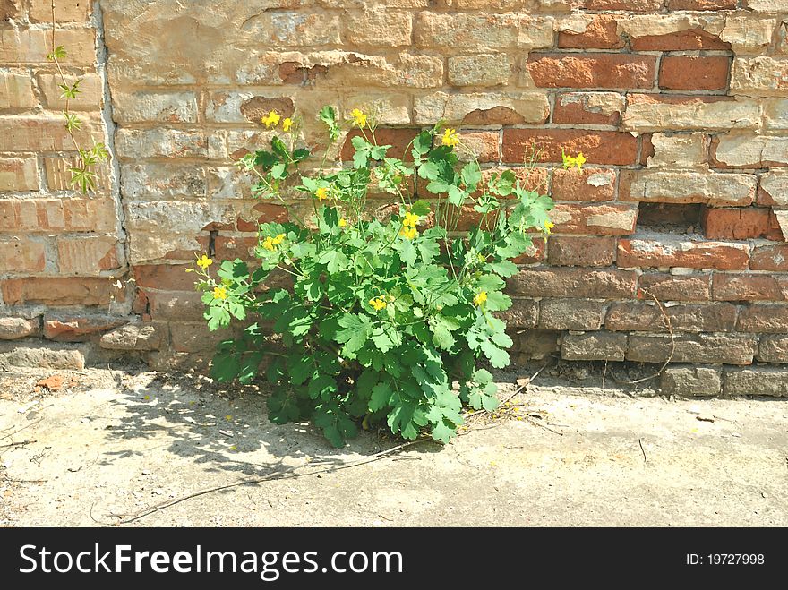 The green plant of tetterwort has been grown through the between asphalt and building wall of red bricks. The plant start with flowering. It is in sunshine. The green plant of tetterwort has been grown through the between asphalt and building wall of red bricks. The plant start with flowering. It is in sunshine.