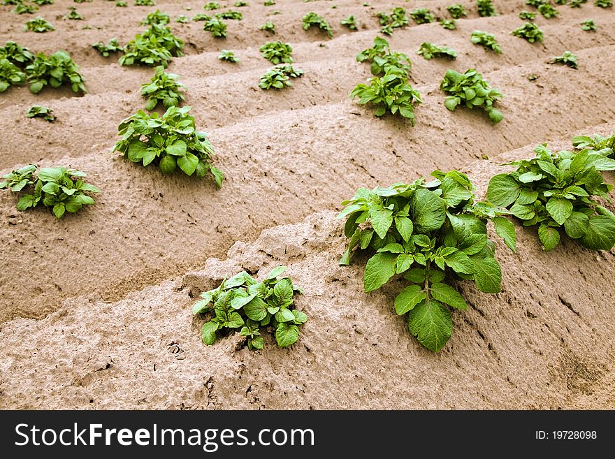 Agricultural field on which the potato recently has sprouted. Agricultural field on which the potato recently has sprouted