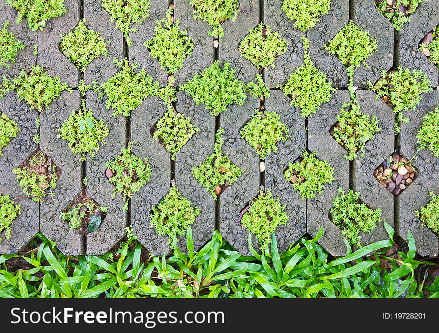 Fern Moss in the corner bricks. To make the pavement.