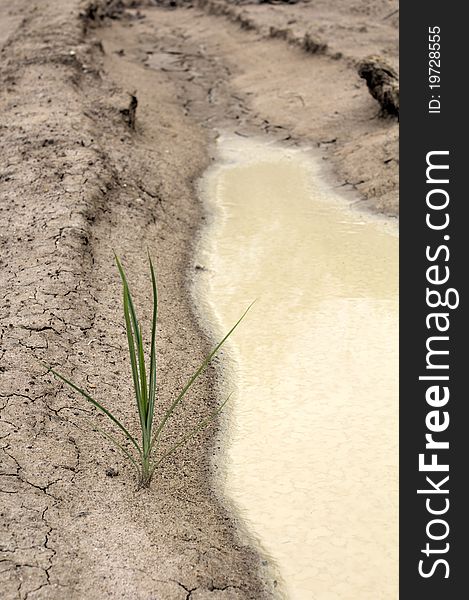 Sand grass near the pond water less arid. Sand grass near the pond water less arid.