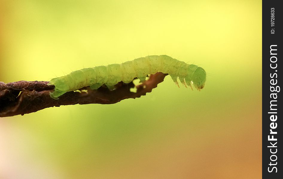 Close up of the caterpillar on dry leaf