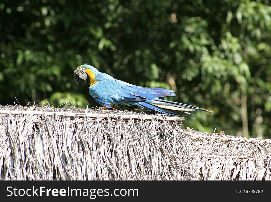 Beautiful, brilliantly colored Macaw parrot, Peruvian Amazon, South America. Beautiful, brilliantly colored Macaw parrot, Peruvian Amazon, South America