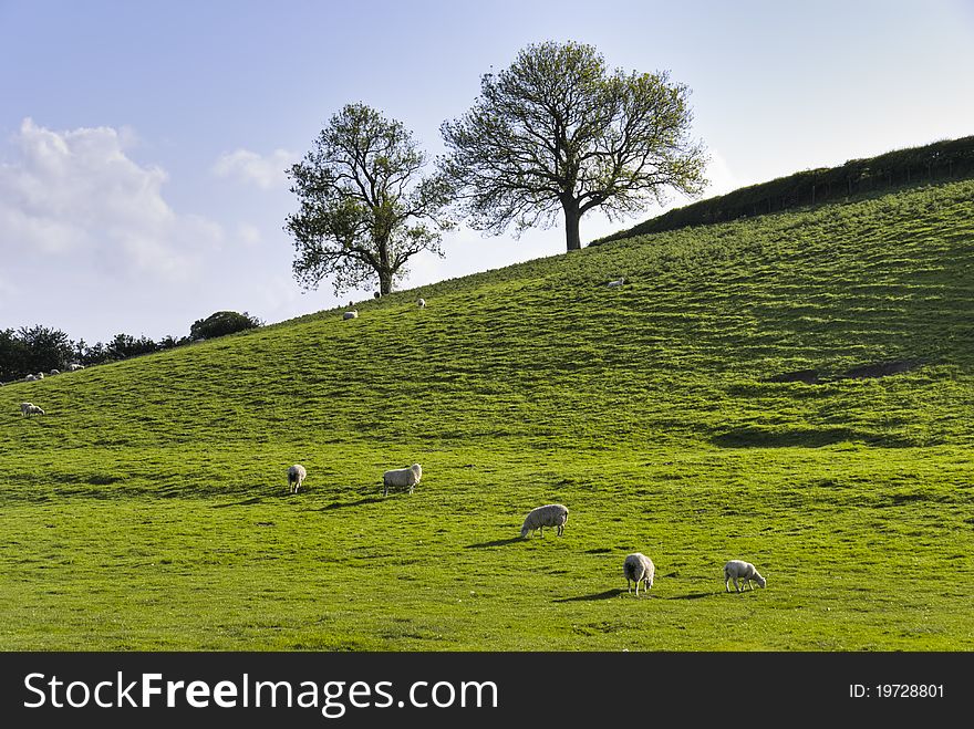 Grazing cattle on an English farm in Spring. Grazing cattle on an English farm in Spring