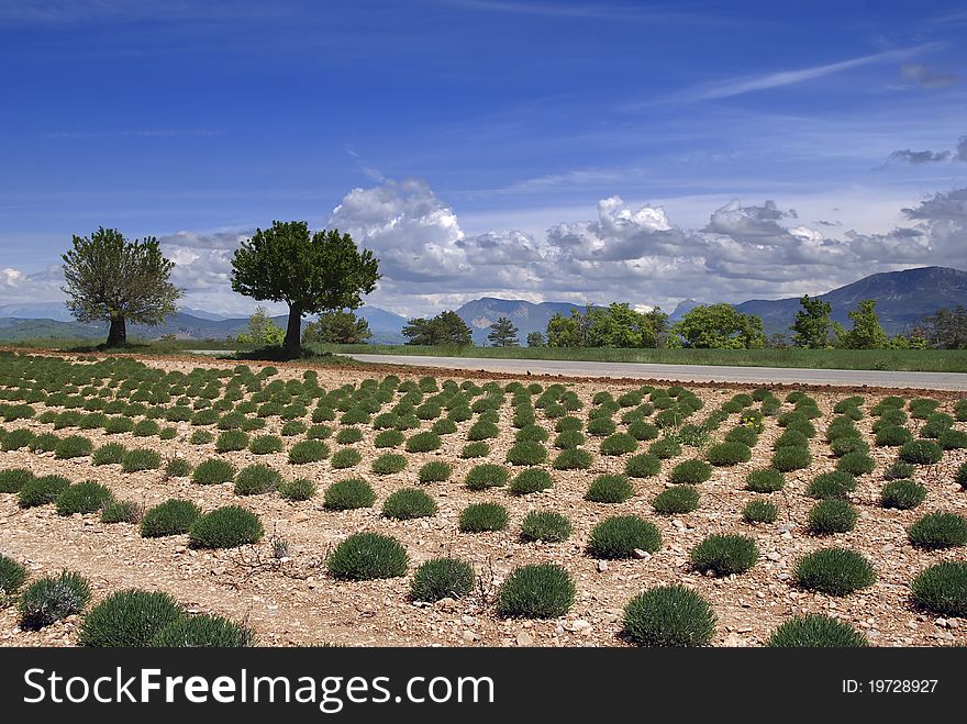 Green Lavender Field
