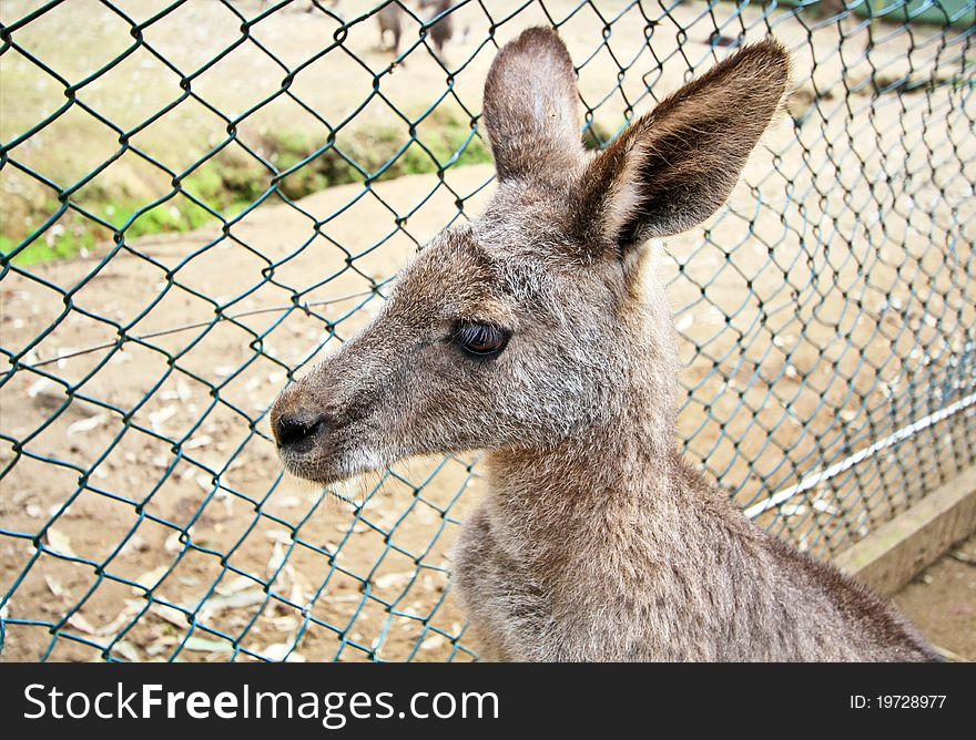 Kangaroo in cage of zoo. Kangaroo in cage of zoo