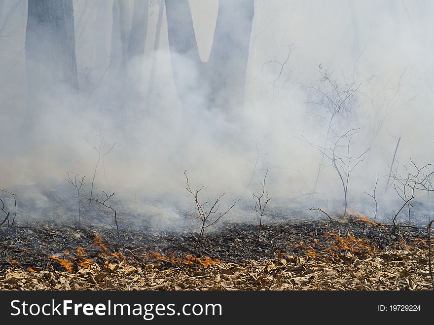 A fire in leafy forest. Early spring. A fire in leafy forest. Early spring.