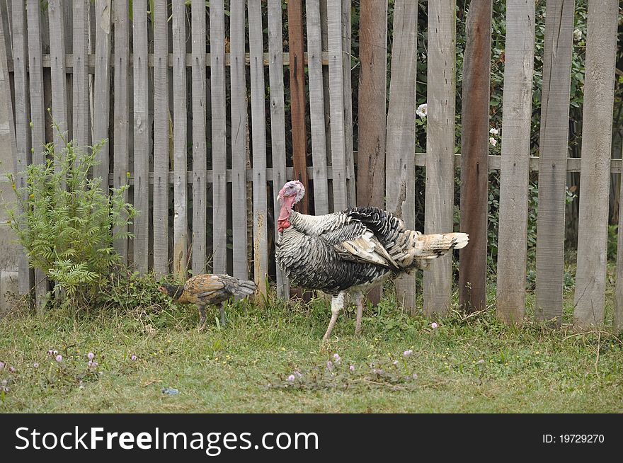 Outdoor Day Turkey Male Stand