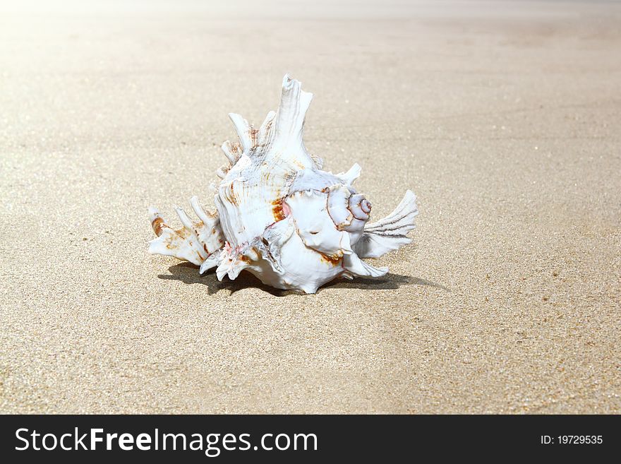 White shell lying on a sandy beach. White shell lying on a sandy beach