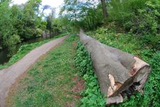 Fallen Tree Royalty Free Stock Photos Fallen Tree Royalty Free Stock Photos