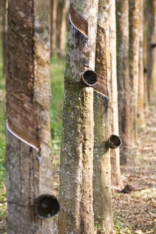 Rubber Plantation Stock Photography Rubber Plantation Stock Photography