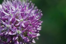 Allium Flower Head (macro) Stock Photo Allium Flower Head (macro) Stock Photo