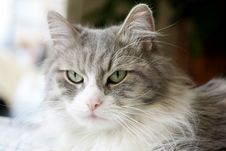 Face Of Adult Tabby Cat Royalty Free Stock Image