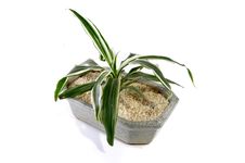 Zen Plant In A Granite Vessel Royalty Free Stock Photography