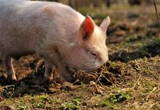 Free Boar Royalty Free Stock Image - 19734496