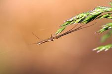 Long-jawed Orb Weaver Spider Royalty Free Stock Images