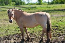 Norwegian Fjord Horse Royalty Free Stock Photos Norwegian Fjord Horse Royalty Free Stock Photos