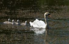Family Of Swans Stock Images