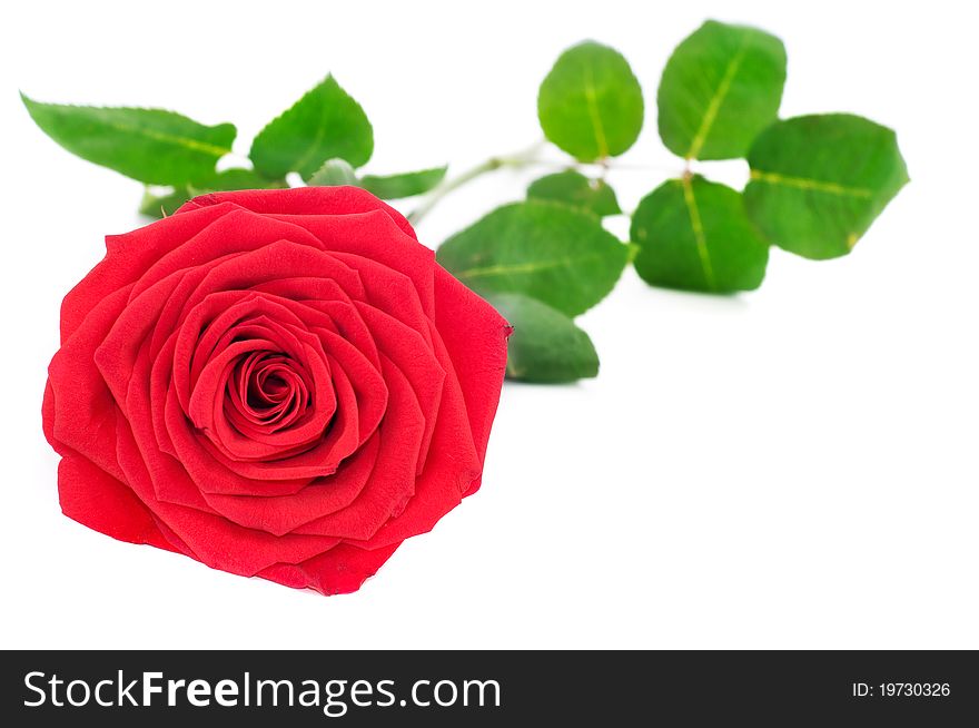 Close up shot of red rose isolated on white