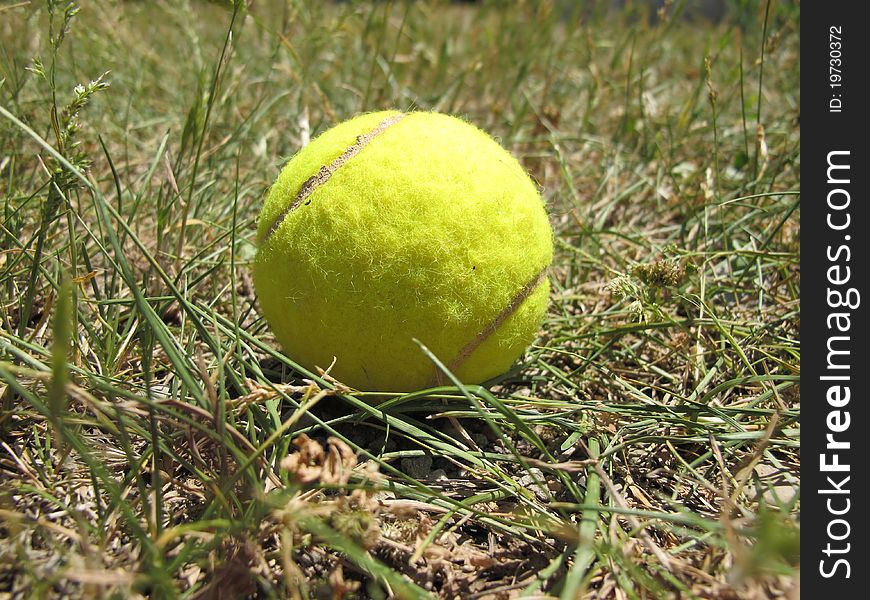 Yellow tennis ball on the grass