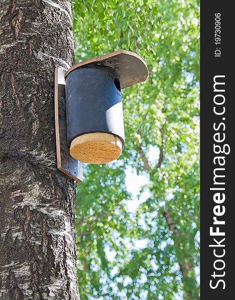 Birdhouse On A Birch