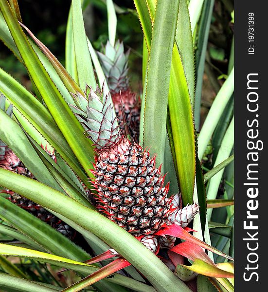 Beautiful pineapple with green leaves. Beautiful pineapple with green leaves