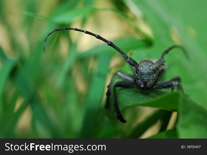 Large beetle in the dark forest. Large beetle in the dark forest