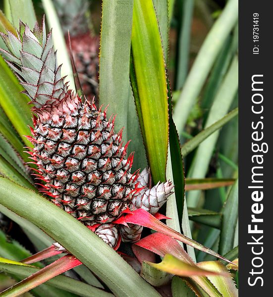 Beautiful pineapple with green leaves. Beautiful pineapple with green leaves