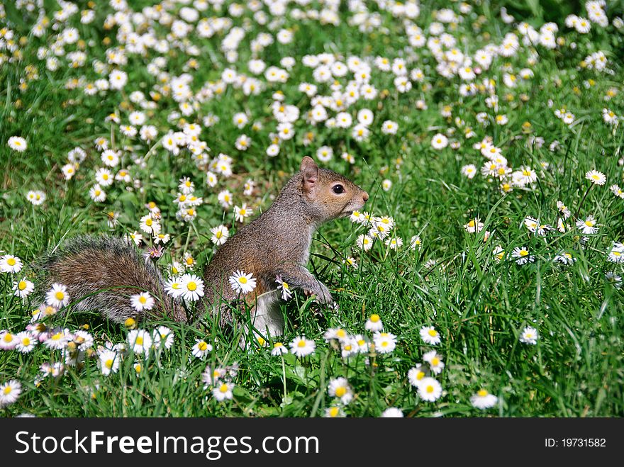 Squirrel on the lawn between the daisies