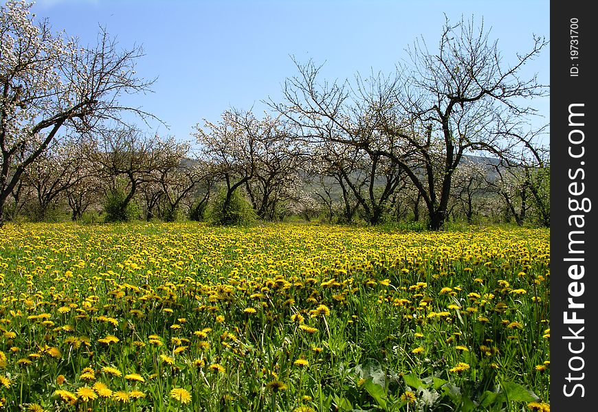 Spring. Apple garden in blossom