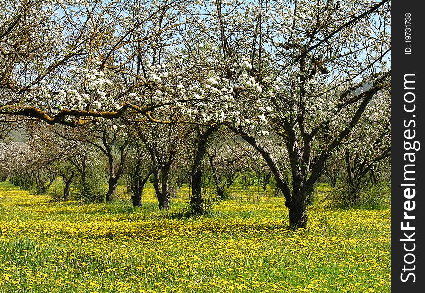 Spring. Apple garden in blossom