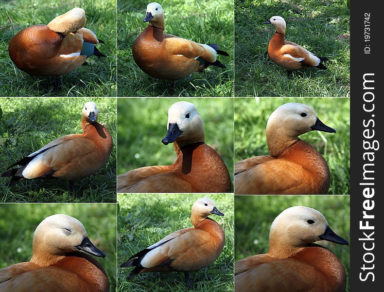 Orange duck, close-up, a set of 9 frames. Orange duck, close-up, a set of 9 frames
