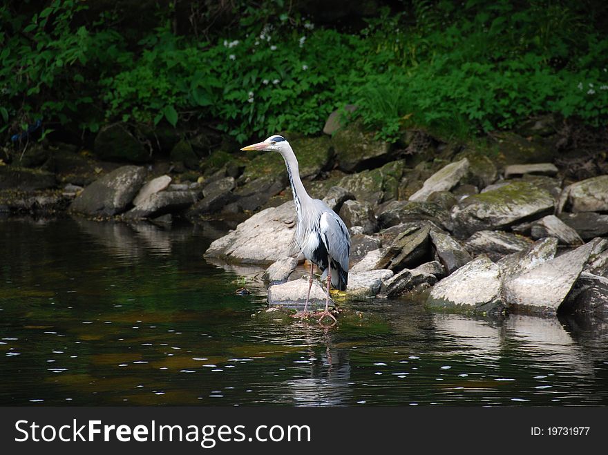 A stork wades in the shallow water of the river Almond near Edinburgh