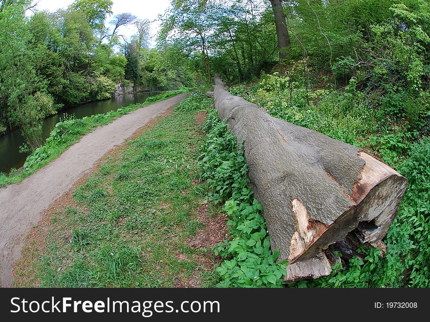 A huge tree lying on the river bank at Crammond. A huge tree lying on the river bank at Crammond