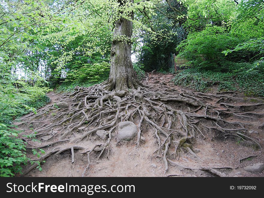 The web of roots spread out from a tree and cover an embankment. The web of roots spread out from a tree and cover an embankment