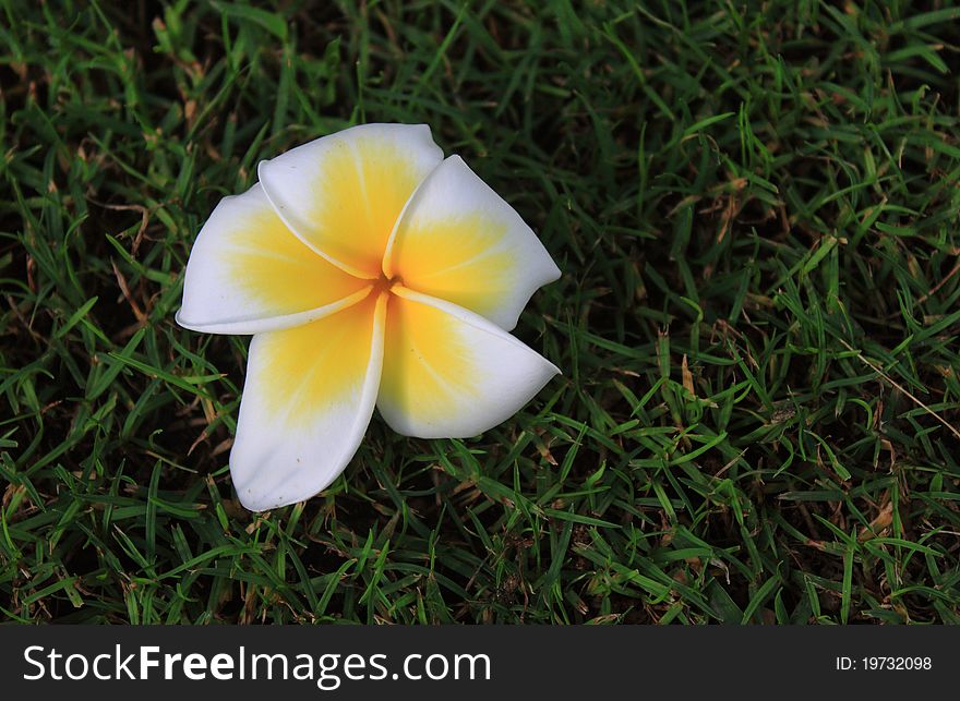 Plumeria Flower  On Grass