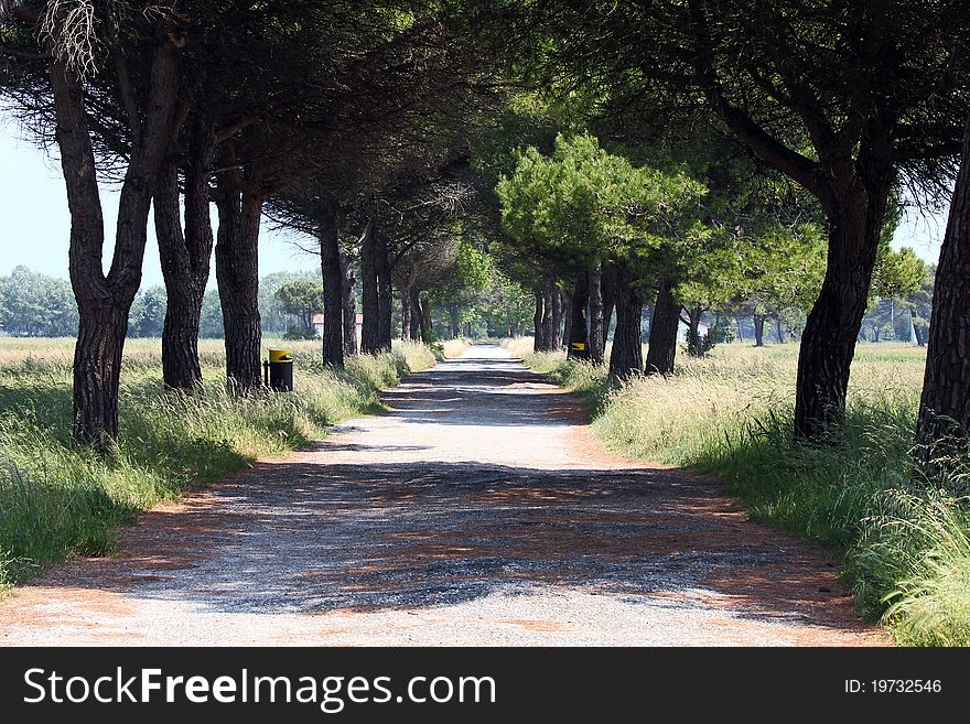 A straight pine alley in italy