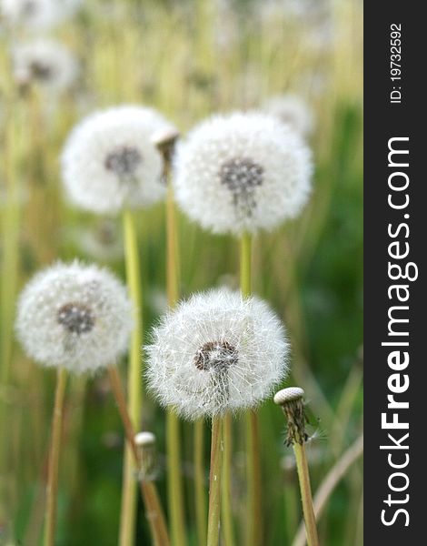 Field of dandelions