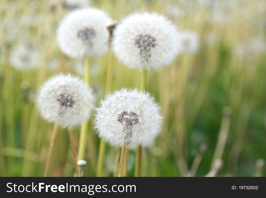 Dandelions In A Field