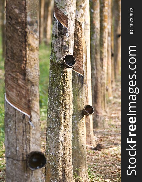 Rubber Plantation at south of Thailand