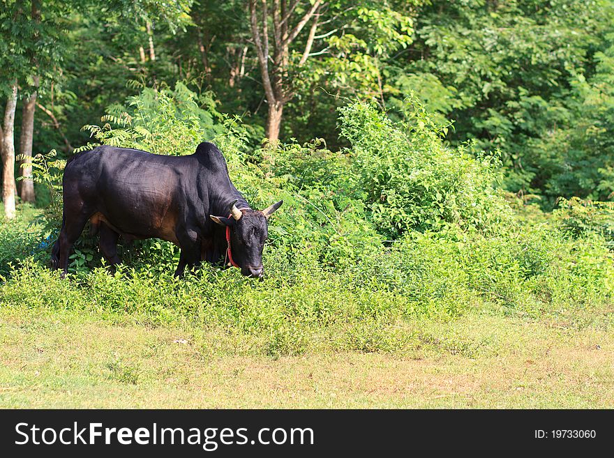 Lonely cow eating grass in the meadows