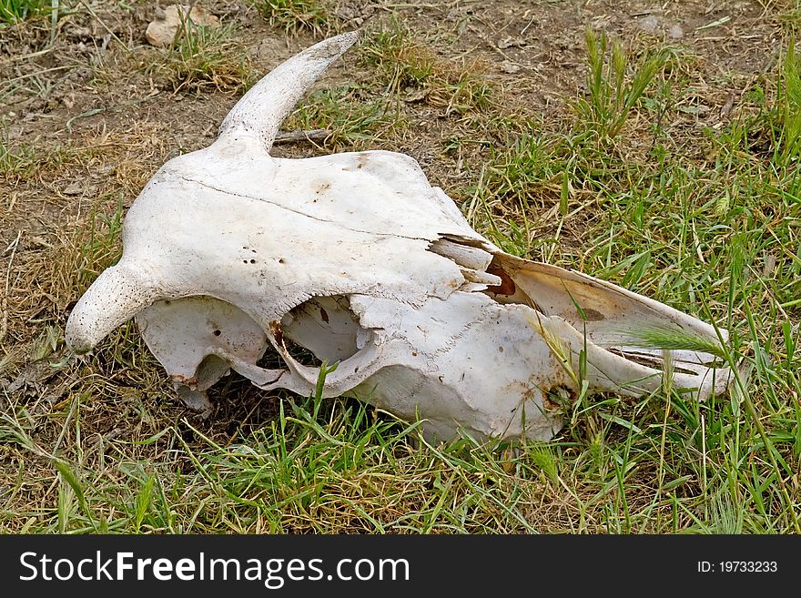 An ox skull lying on the ground